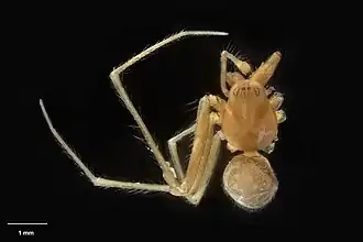 Description de l'image AS000024 Icona drama Forster 1964 Te Papa 125499 226417.jpg.