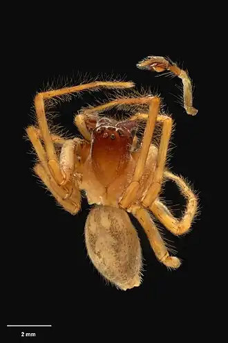 Description de l'image AS000025 Neoramia fiordensis Wilton & Forster 1973 Te Papa 125503 262257.jpg.