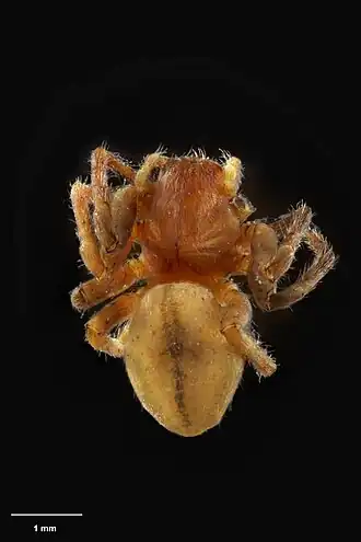 Description de l'image AS000026 Panoa fiordensis Forster 1970 Te Papa 125506 226418.jpg.