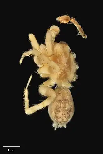 Description de l'image AS000028 Orepukia florae Wilton & Forster 1973 Te Papa 125520 262261.jpg.