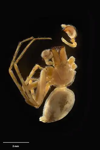 Description de l'image AS000033 Goyenia gratiosa Forster 1970 Te Papa 125546 226420.jpg.