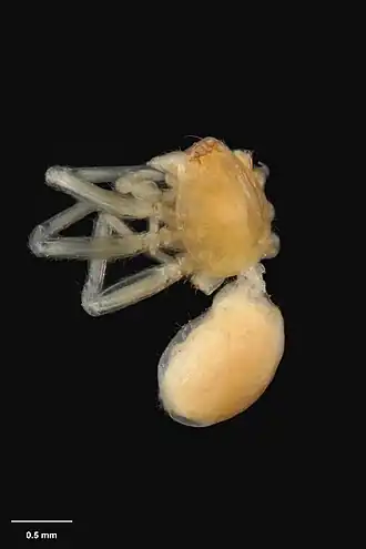 Description de l'image AS000034 Waipoua gressitti (Forster 1964) Te Papa 125548 262270.jpg.