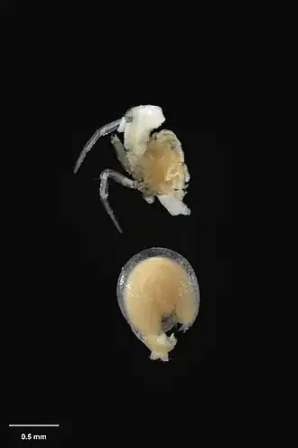 Description de l'image AS000039 Pholcomma hickmani Forster 1964 Te Papa 125576 226421.jpg.