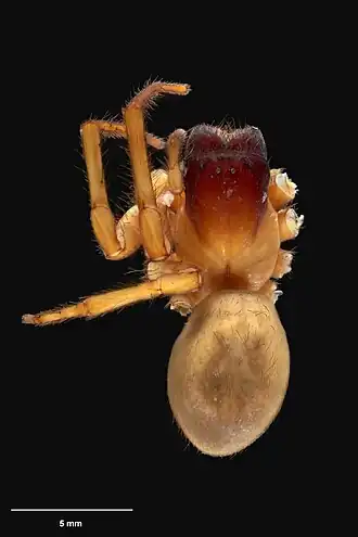 Description de l'image AS000043 Neoramia hokina Wilton & Forster 1973 Te Papa 125609 262280.jpg.