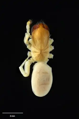 Description de l'image AS000044 Plectophanes hollowayae Forster 1964 Te Papa 125618 181218.jpg.