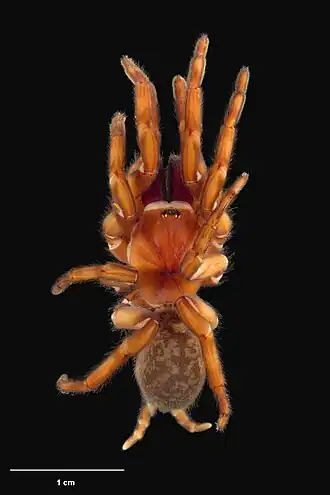 Description de l'image AS000046 Stanwellia hollowayi (Forster 1968) Te Papa 125634 262283.jpg.