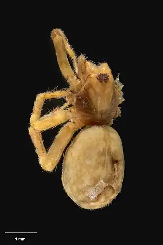 Description de l'image AS000051 Otira indura Wilton & Forster 1973 Te Papa 125661 262293.jpg.