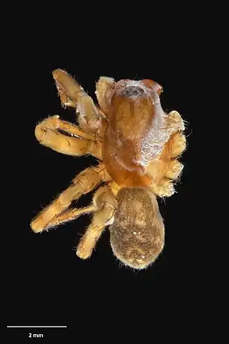 Description de l'image AS000054 Orepukia insula Wilton & Forster 1973 Te Papa 125782 262297.jpg.