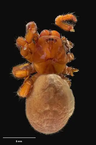 Description de l'image AS000059 Migas lomasi Wilton 1968 Te Papa 125805 262308.jpg.