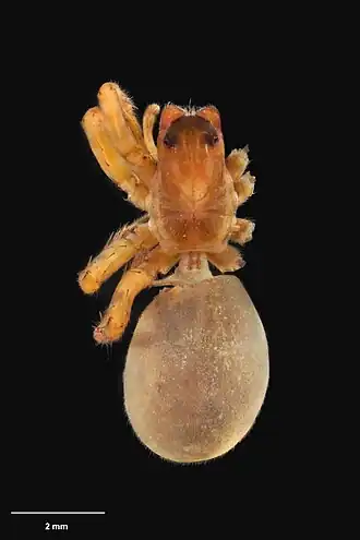 Description de l'image AS000067 Toxopsiella medialis Forster 1964 Te Papa 125815 262324.jpg.