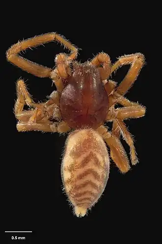 Description de l'image AS000068 Waiporia mensa (Forster 1956) Te Papa 125818 262326.jpg.