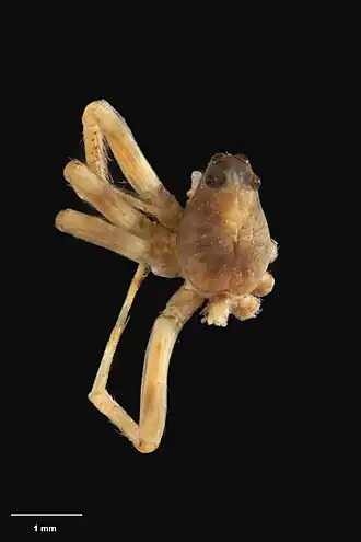 Description de l'image AS000083 Toxopsiella perplexa Forster 1964 Te Papa 125965 262344.jpg.