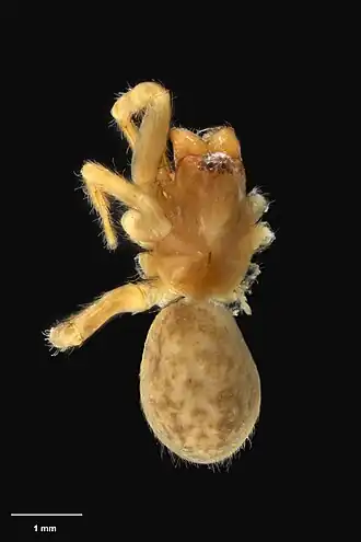 Description de l'image AS000085 Neorepukia pilama Wilton & Forster 1973 Te Papa 125994 262348.jpg.