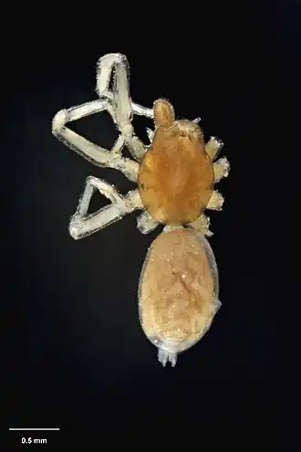 Description de l'image AS000088 Tangata plena (Forster 1956) Te Papa 126789 226434.jpg.