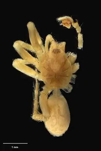 Description de l'image AS000090 Pakeha pula Wilton & Forster 1973 Te Papa 126828 262350.jpg.