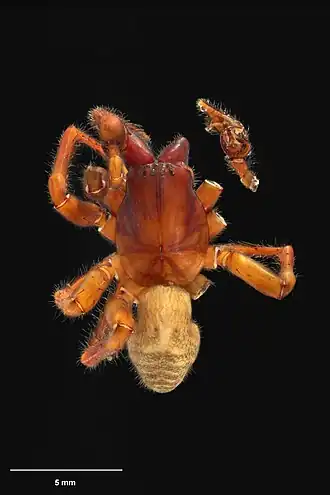 Description de l'image AS000096 Mamoea rakiura Wilton & Forster 1973 Te Papa 126868 262362.jpg.