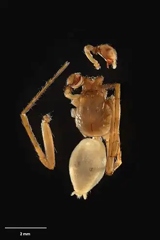 Description de l'image AS000115 Goyenia sylvatica Forster 1970 Te Papa 127057 226442.jpg.