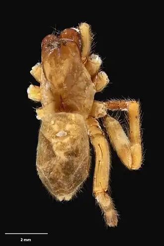 Description de l'image AS000116 Orepukia tanea Wilton & Forster 1973 Te Papa 127059 262382.jpg.