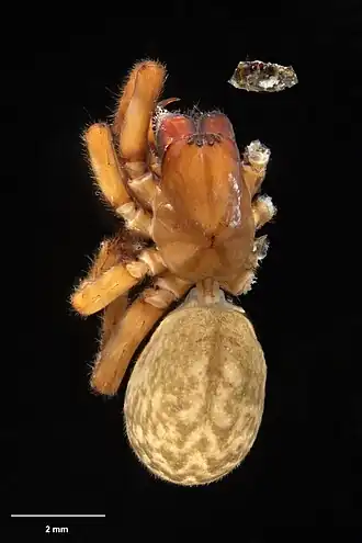 Description de l'image AS000118 Pakeha tecta Wilton & Forster 1973 Te Papa 127063 226444.jpg.