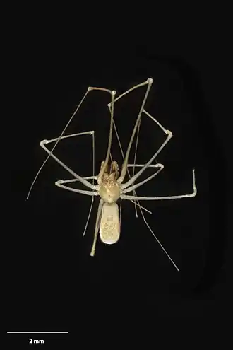 Description de l'image AS001692 Pahoroides confusa Sirvid & Fitzgerald 2011 Te Papa 1088681 215903.jpg.