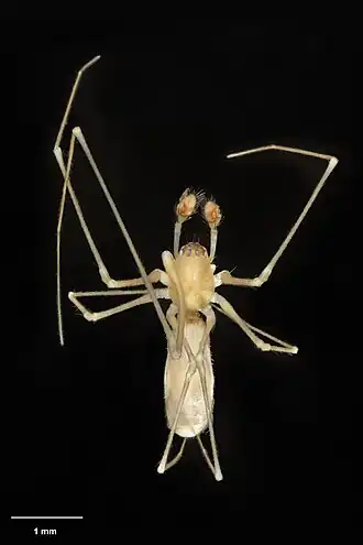 Description de l'image AS001803 Pahoroides forsteri Sirvid & Fitzgerald 2011 Te Papa 1100811 215901.jpg.