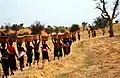 Les femmes d'un quartier avec du fumier en route vers le champ d'un d'entre eux, Tireli, Mali 1990