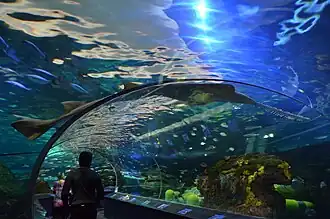 Description de l'image A Bahamas Sawshark wraps himself along the acrylic dome (27798182652).jpg.