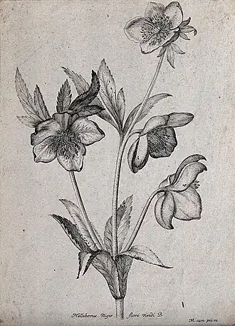 Helleborus Niger floré viridi B.Roses de Noël, ou Hellébore noir(Helleborus niger, L.)