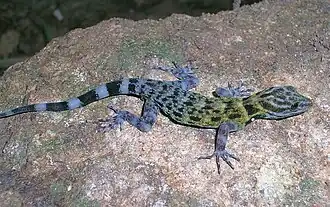Description de l'image A Cnemaspis gecko from the Shendurney Hills.JPG.