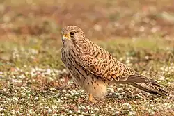 Photo d'un Faucon crécerelle posé dans une prairie fleurie et regardant le sol