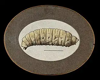Description de l'image A Congo floor maggot (Auchmeromyia luteola). Coloured drawin Wellcome V0022574ETL.jpg.