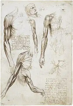 Écorché par Léonard de Vinci.