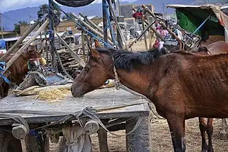 Abyssinien bai à Adigrat.