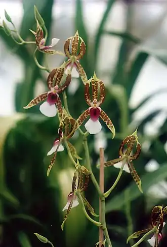 Description de l'image A and B Larsen orchids - Oncidium schroederianum 803-9.jpg.