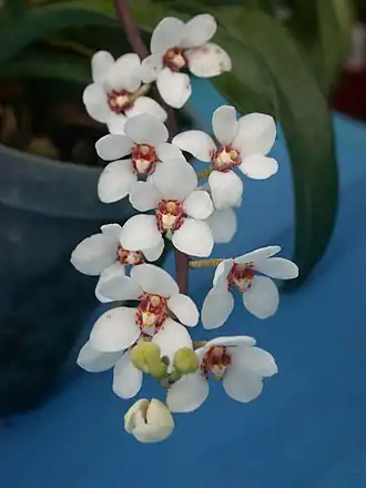 Description de l'image A and B Larsen orchids - Sarcochilus hartmannii DSCN5156.JPG.