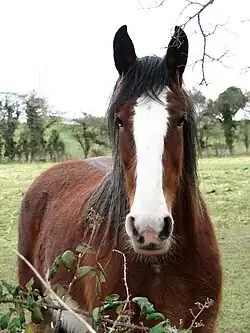 Photographie d'un cheval brun noir et blanc vu de face dans des buissons.