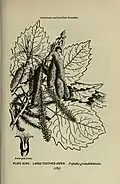 Illustration botanique de Populus grandidentata par Alice Lounsberry.