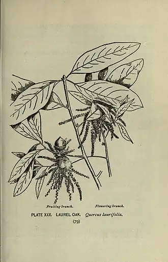 Description de l'image A guide to the trees (Page 79) (8435922210).jpg.