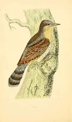 Dessin naturaliste représentant un torcol perché sur un tronc
