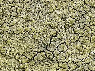 Description de l'image A lichen - Diploschistes scruposus - geograph.org.uk - 995994.jpg.