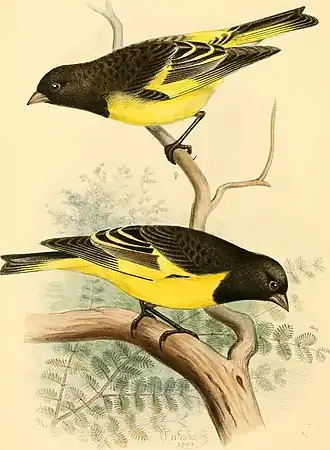 Description de l'image A_monograph_of_the_weaver-birds,_Ploceidae,_and_arboreal_and_terrestrial_finches,_Fringillidae_(1888)_(14563890138).jpg.