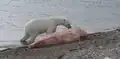 Un Ours polaire mangeant une carcasse de narval .