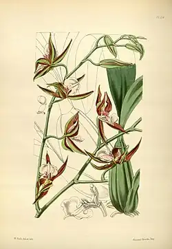Cyrtochilum falcipetalum
