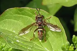 Femelle Conops vesicularis (Bavière, Allemagne)