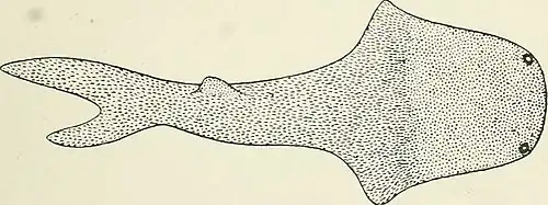 Dessin d’un poisson fossile