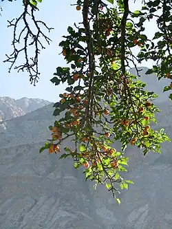 Le Ladakh est célèbre pour ses abricots, dont la variété Raktsey Karpo.