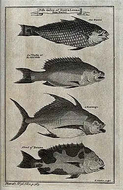 A variety of fish from the Sierra Leona, including a parrot (n. d., Wellcome Collection).