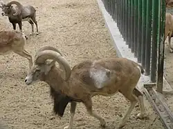 O. g. laristanica au zoo du Koweït&nbsp;(en).