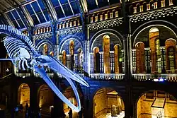 Image d'un squelette de baleine, éclairé de bleu, et pendu dans un grand bâtiment en pierre