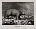 A white bear encountered by Captain Cook, d'après John Webber, ca. 1777-1780.